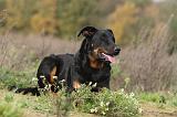 BEAUCERON 313